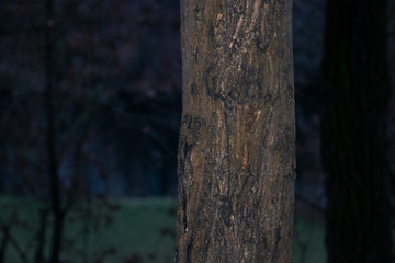 Tree and its forest background