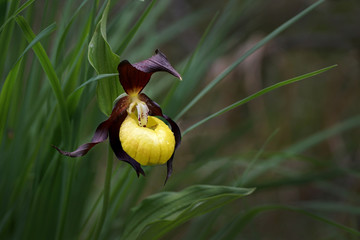 Cypripedium calceolus - lady's-slipper orchid