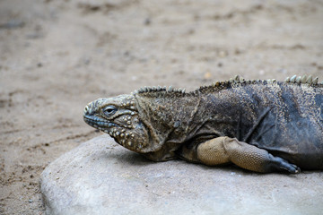 iguana on rock