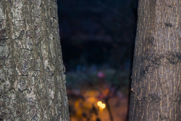 Bark of trees and playground between them