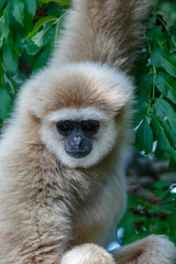 brown and white monkey hanging by one arm looking towards camera