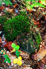 Autumn macro composition with grass, moss and multicolored leaves