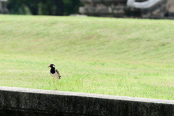 Red - wattled lapwing