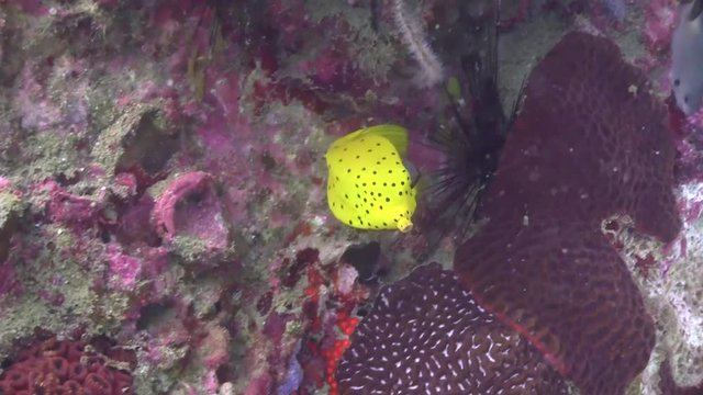 Juvenile Yellow Boxfish swimming along the coral reef.