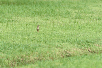 Young red - wattled lapwing