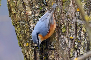 A beautiful little bird Eurasian nuthatch searches for food on a powerful tree trunk.