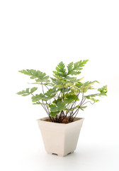 Adiantum fern in white pot isolated