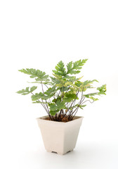 Fototapeta premium Adiantum fern in white pot isolated