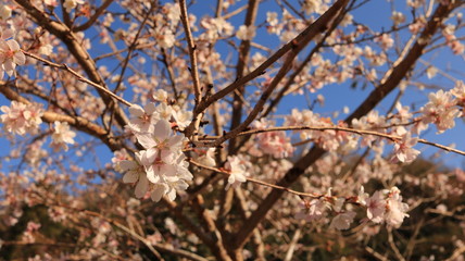 四季桜