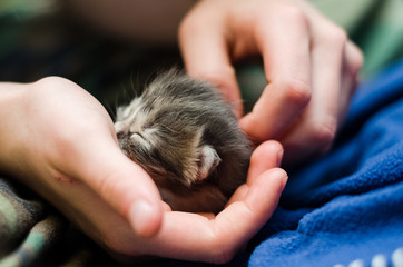 Taking care of kitten