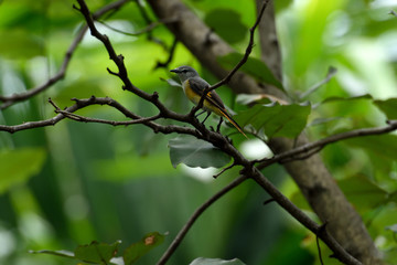Fototapeta premium Small minivet
