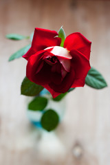 Fototapeta na wymiar Beautiful red rose on red background