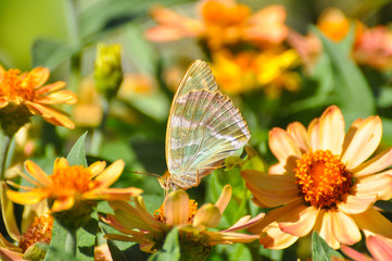 Argynnis paphia, Silver Washed Fritillary butterfly on flowers.  Butterfly collecting nectar on flowers in the garden.