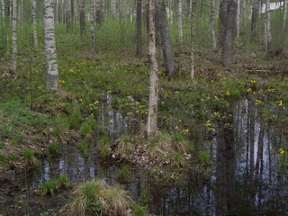 forest in spring
