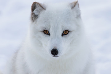 Arctic fox on snow background