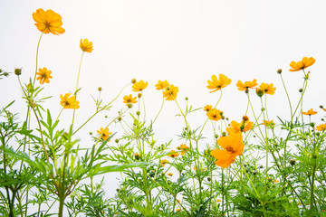 Field of cosmos flower. flower background with yellow flowers. Beautiful yellow flowers.