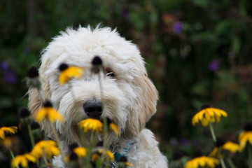 Dog with Sunflowers