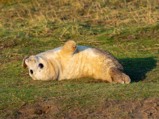 Grey Seal Pup On the Beach Dunes at Donna Nook, Lincolnshire.