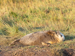 Fototapeta premium Grey Seal Pup On the Beach Dunes at Donna Nook, Lincolnshire.