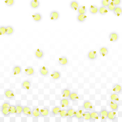 Vector Realistic Pink Petals Falling on Transparent Background.  Spring Romantic Flowers Illustration. Flying Petals. Sakura Spa Design. Blossom Confetti.