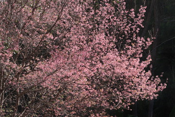 Soft focus blooming pink Prunus cerasoides flowers on dark background at Khun Sathan National Park, Nan, Thailand