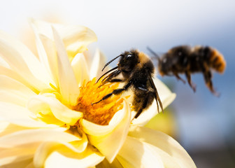 bee on flower