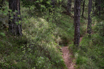 Weg durch den Wald