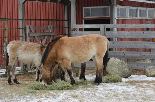 Mongolian wild ass (Equus hemionus hemionus), also known as Mongolian khulan in winter