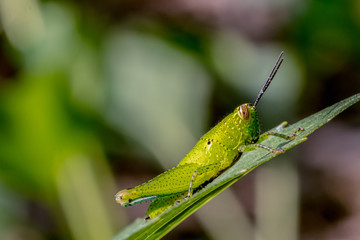 Grasshopper in green nature background.