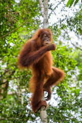 Sumatran Orang-utan - Pongo abelii, hominid primate from Sumatran forests, Indonesia.