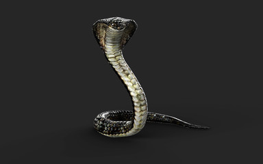 Fototapeta premium Ilustracja 3D Kobra królewska Najdłuższy jadowity wąż świata na białym tle, Kobra królewska ze ścieżką przycinającą