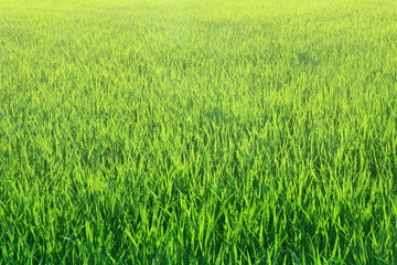 Top view of beautiful fresh green rice leaves field textured in Thailand, can use for background, concept spring season