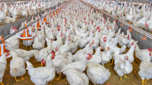 Poultry broiler farm business with group of white chickens in parent stock modern housing farm.