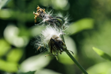 Flower looks like a closed dandelion