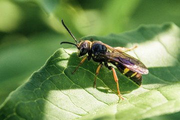 Small wasp vespula vulgaris