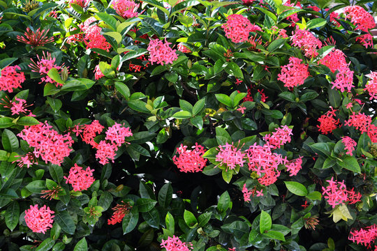 Beautiful red ixora flowers on green background, tropical plants, Dominican Republic