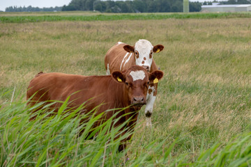 braune Kühe beim grasen auf der Weide