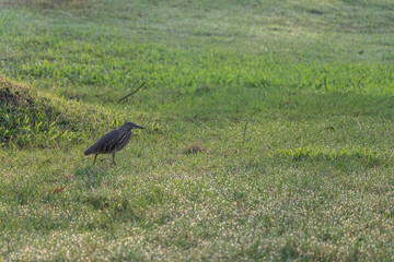Obraz na płótnie Canvas Bird and green grass field of park in morning.