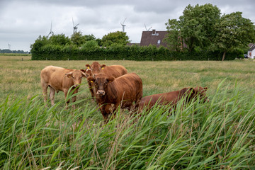 braune Kühe beim grasen auf der Weide