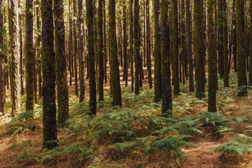 pine trees in forest La Esperanza