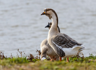 Geese