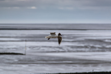 Möve an der Küste von der Nordsee Vogel fliegt
