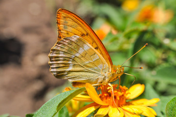 Argynnis paphia, Silver Washed Fritillary butterfly on flowers.  Butterfly collecting nectar on flowers in the garden.