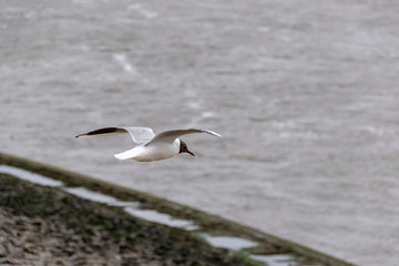 Fototapeta na wymiar Möve an der Küste von der Nordsee Vogel fliegt