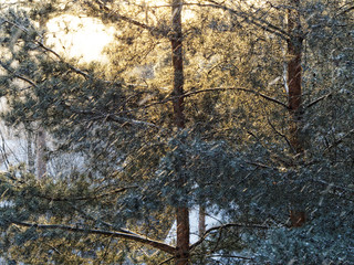 Snowfall in the pine forest
