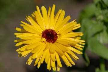 Schöne gelbe Ringelblume im sommerlichen Garten.