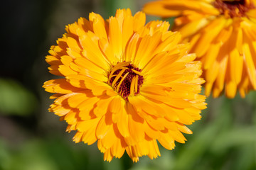 Makroaufnahme einer Ringelblume im Garten