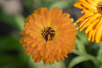Ringelblume im Garten