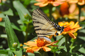 Iphiclides podalirius, Scarce swallowtail butterfly on flowers. Butterfly collecting nectar on flowers in the garden.