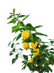 Lemon branch with fruits on white background